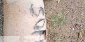 Foto: Investigan mórbido caso de gente que mata a perros y los ponen frente a una casa en Rivas / TN8