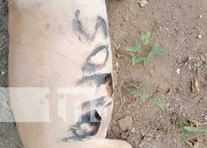 sofia-1 Foto: Investigan mórbido caso de gente que mata a perros y los ponen frente a una casa en Rivas / TN8