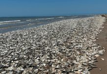 ¿El Apocalipsis? Aparecen miles de peces muertos en una playa de Texas