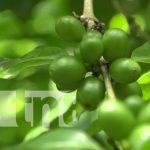 Caficultores de Ometepe con grandes expectativas de cara al invierno 2023 Foto: Caficultores de Ometepe con grandes expectativas de cara al invierno 2023 / TN8