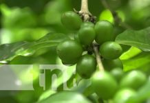 Caficultores de Ometepe con grandes expectativas de cara al invierno 2023 Foto: Caficultores de Ometepe con grandes expectativas de cara al invierno 2023 / TN8