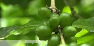 Foto: Caficultores de Ometepe con grandes expectativas de cara al invierno 2023 / TN8