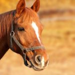 Conductor se pasó de copas y terminó estrellándose contra un animal en Jalapa Foto:,Conductor se pasó de copas y terminó estrellándose contra un animal en Jalapa / TN8