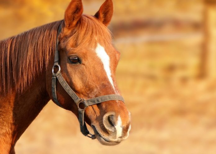 Foto:,Conductor se pasó de copas y terminó estrellándose contra un animal en Jalapa / TN8