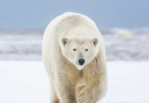 Héroe ruso salva a esposa y nieta de oso polar (VIDEO) Foto: Héroe ruso salva a esposa y nieta de oso polar (VIDEO) / Cortesía