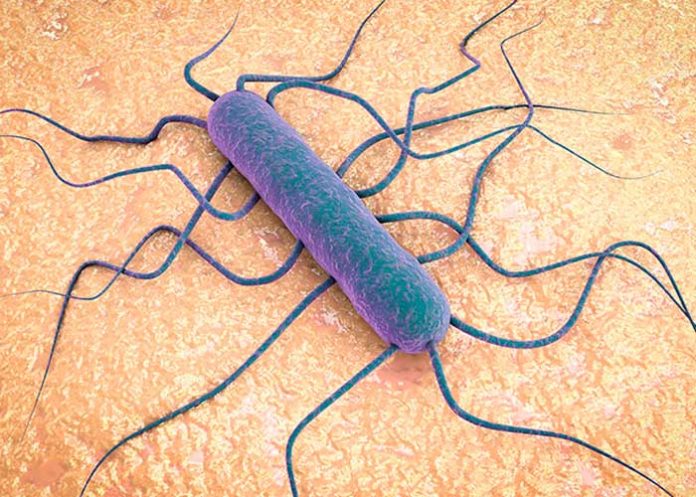 En Estados Unidos el brote de una bacteria deja varios muertos