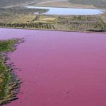 Altas temperaturas provoca que un lago se pinte de rosado en Rumania Altas temperaturas provoca que un lago se pinte de rosado en Rumania