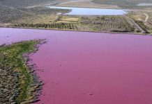 Altas temperaturas provoca que un lago se pinte de rosado en Rumania Altas temperaturas provoca que un lago se pinte de rosado en Rumania