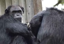 Encuentran muertos a dos chimpancés fugados de un zoológico en Colombia Encuentran muertos a dos chimpancés fugados de un zoológico en Colombia
