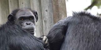 Encuentran muertos a dos chimpancés fugados de un zoológico en Colombia