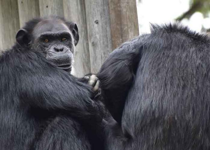 Encuentran muertos a dos chimpancés fugados de un zoológico en Colombia