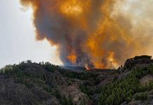 ¡Descontrolado! 200 hectáreas de bosque arden el fuego en Gran Canaria ¡Descontrolado! 200 hectáreas de bosque arden el fuego en Gran Canaria