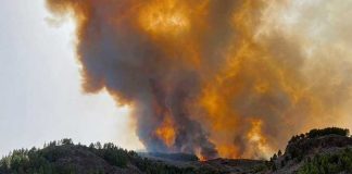 ¡Descontrolado! 200 hectáreas de bosque arden el fuego en Gran Canaria