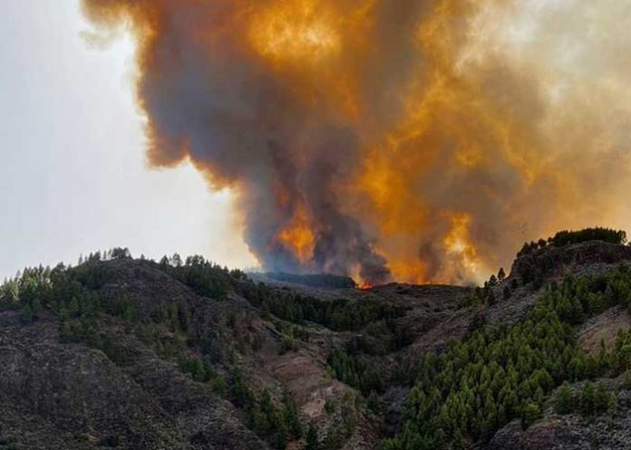 ¡Descontrolado! 200 hectáreas de bosque arden el fuego en Gran Canaria