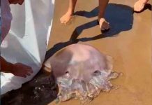 Inmensa medusa «alien» aterra a bañistas en España (Video) Inmensa medusa "alien" aterra a bañistas en España (Video)