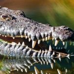 Horror en Costa Rica: Hombre ebrio devorado por lagarto (VIDEO) Foto: Horror en Costa Rica: Hombre ebrio devorado por lagarto / Cortesía