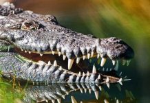 Horror en Costa Rica: Hombre ebrio devorado por lagarto (VIDEO) Foto: Horror en Costa Rica: Hombre ebrio devorado por lagarto / Cortesía