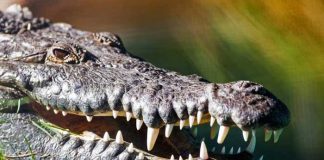 Foto: Horror en Costa Rica: Hombre ebrio devorado por lagarto / Cortesía