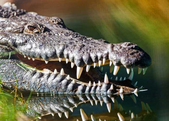 1 Foto: Horror en Costa Rica: Hombre ebrio devorado por lagarto / Cortesía