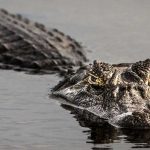 Foto: Hombre escapa por poco de ser ‘almorzado’ por caimán gigante (VIDEO) / Cortesía