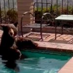 Oso huye del calor y se baña en el jacuzzi de una familia en California Oso huye del calor y se baña en el jacuzzi de una familia en California