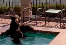 Oso huye del calor y se baña en el jacuzzi de una familia en California Oso huye del calor y se baña en el jacuzzi de una familia en California