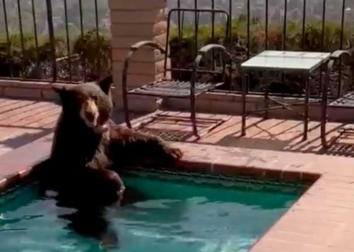 Oso huye del calor y se baña en el jacuzzi de una familia en California