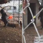 Cabra «endemoniada» caminando en dos patas causa sensación (Video) Cabra "endemoniada" caminando en dos patas causa sensación (Video)