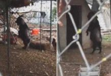 Cabra «endemoniada» caminando en dos patas causa sensación (Video) Cabra "endemoniada" caminando en dos patas causa sensación (Video)