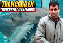 ¡Ingenioso! «El Chapo» traficaba droga a EE.UU. a través de tiburones congelados ¡Ingenioso! "El Chapo" traficaba droga a EE.UU. a través de tiburones congelados