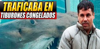 ¡Ingenioso! "El Chapo" traficaba droga a EE.UU. a través de tiburones congelados