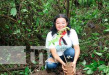 Más de un millón de árboles serán plantados en Triángulo Minero Foto: Más de un millón de árboles serán plantados en Triángulo Minero / TN8