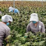 Cannabis legal enfrenta sobreproducción en Estados Unidos Cannabis legal enfrenta sobreproducción en Estados Unidos