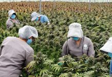 Cannabis legal enfrenta sobreproducción en Estados Unidos