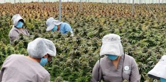 Cannabis legal enfrenta sobreproducción en Estados Unidos