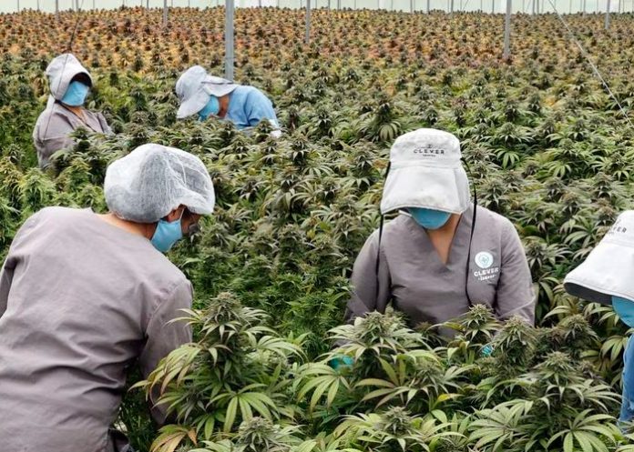 Cannabis legal enfrenta sobreproducción en Estados Unidos