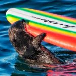 ¡Qué bandida! Nutria arrebata tablas de surf en California y se da a la fuga