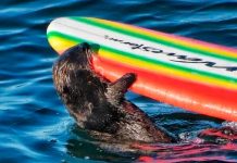 ¡Qué bandida! Nutria arrebata tablas de surf en California y se da a la fuga