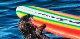 ¡Qué bandida! Nutria arrebata tablas de surf en California y se da a la fuga