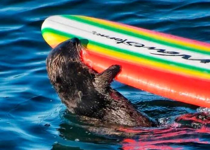 ¡Qué bandida! Nutria arrebata tablas de surf en California y se da a la fuga