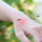 Ciencia: Las fuentes y alcantarillas influyen en el aumento de mosquitos Ciencia: Las fuentes y alcantarillas influyen en el aumento de mosquitos