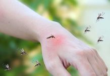 Ciencia: Las fuentes y alcantarillas influyen en el aumento de mosquitos Ciencia: Las fuentes y alcantarillas influyen en el aumento de mosquitos