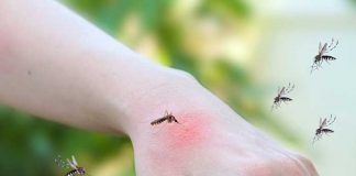 Ciencia: Las fuentes y alcantarillas influyen en el aumento de mosquitos