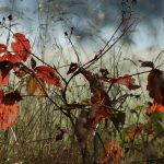 771 plantas y líquenes están en peligro de extinción por el cambio climático