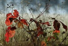 771 plantas y líquenes están en peligro de extinción por el cambio climático 771 plantas y líquenes están en peligro de extinción por el cambio climático