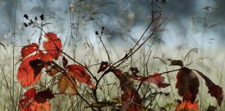 771 plantas y líquenes están en peligro de extinción por el cambio climático