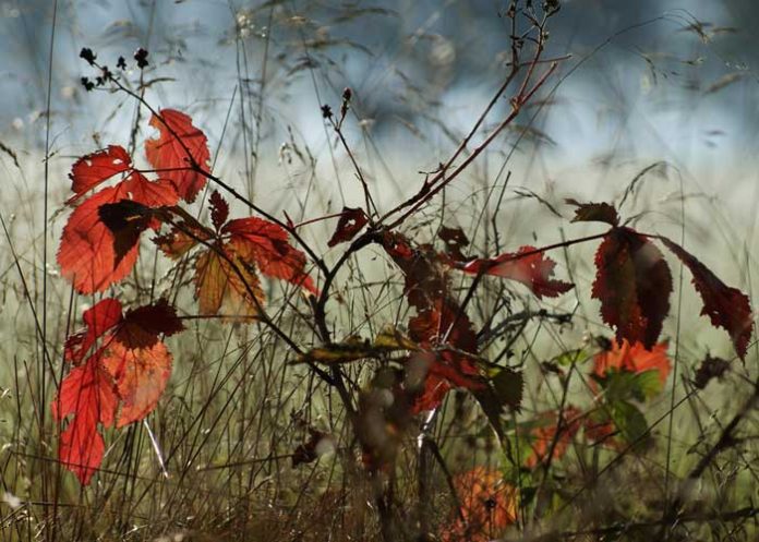 2 771 plantas y líquenes están en peligro de extinción por el cambio climático