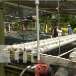 Familias de Managua reciben apoyo para crianza de peces y producción de hortalizas Mejorando la calidad de vida de las familias de Managua