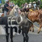 Realizan grandioso tope de toros en la ciudad de Somoto Foto: Realizan grandioso tope de toros en la ciudad de Somoto / TN8