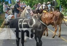 Realizan grandioso tope de toros en la ciudad de Somoto Foto: Realizan grandioso tope de toros en la ciudad de Somoto / TN8